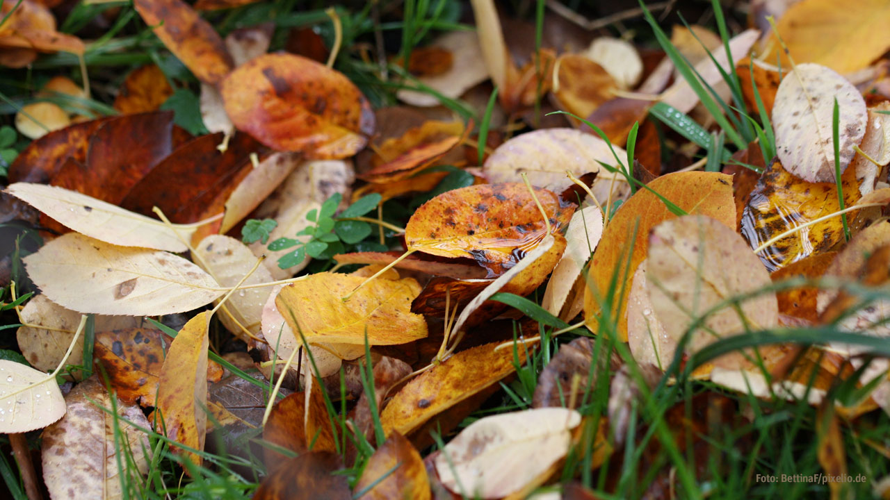 Herbstlaub im Garten sinnvoll nutzen