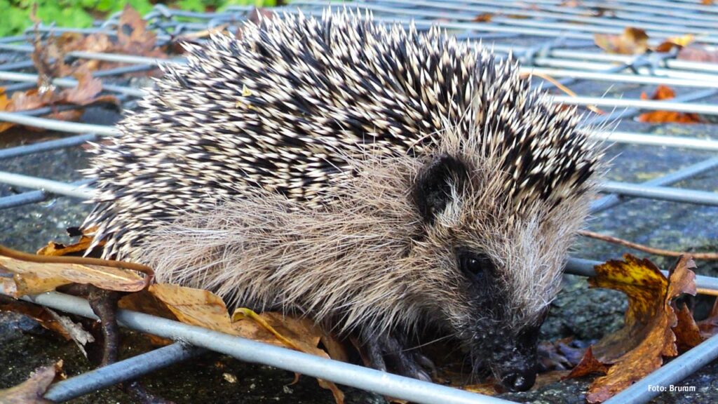 Igel auf Nahrungssuche