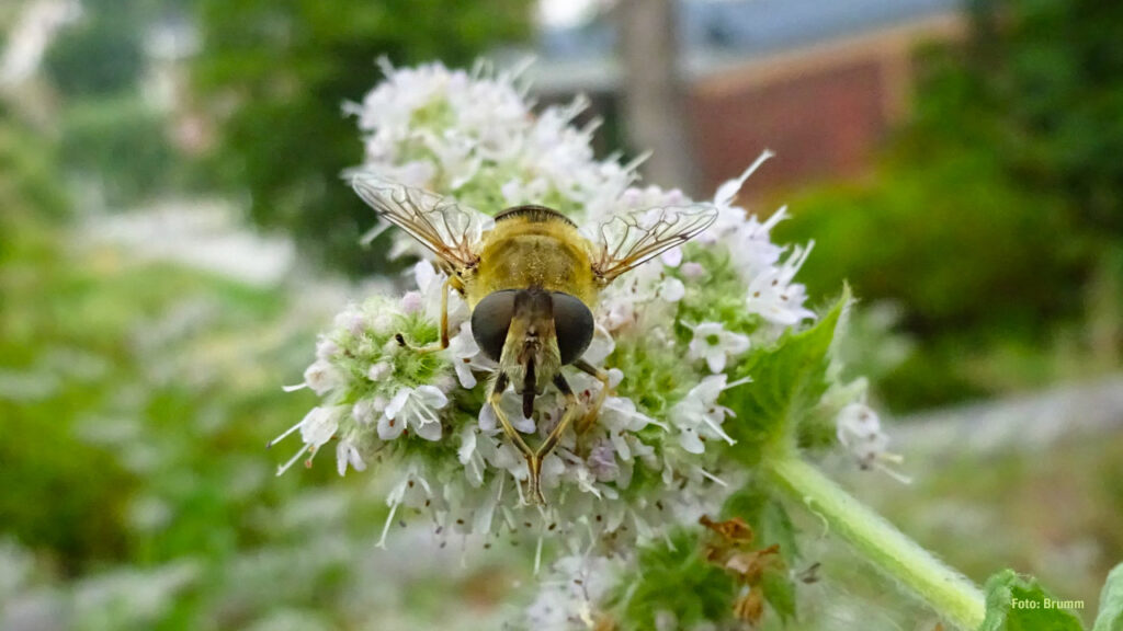 Leistungsfähige Facettenaugen der Schwebfliege