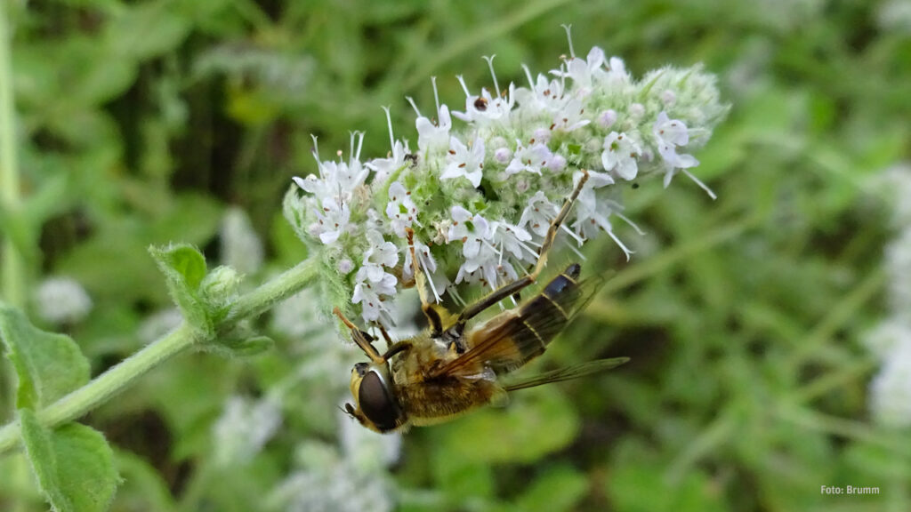 Zwei durchsichtige Flügel der Schwebfliege