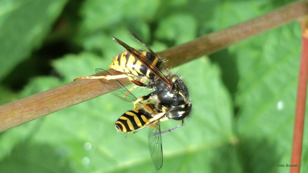 Schwebfliege: Das ist keine Wespe