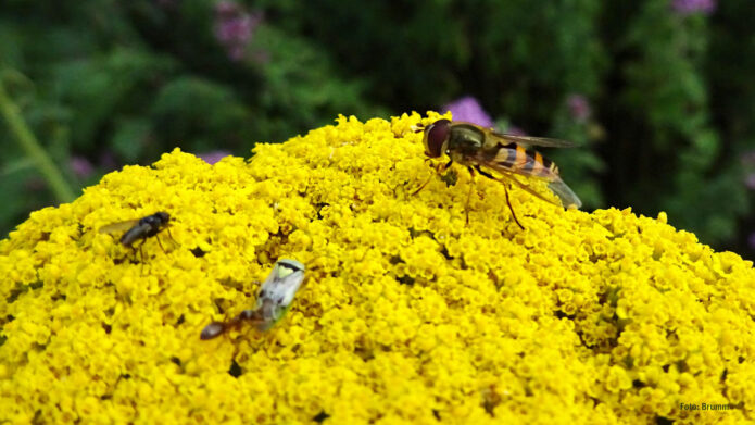 Schwebfliegen als Bestäuber