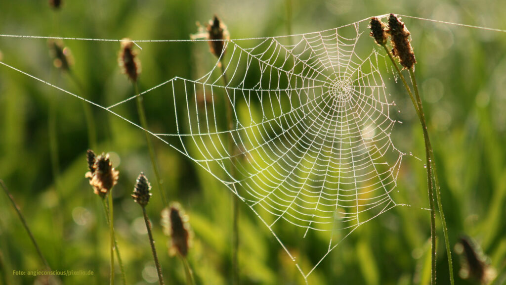 Spitzwegerich als Insektenfalle durch Spinnen