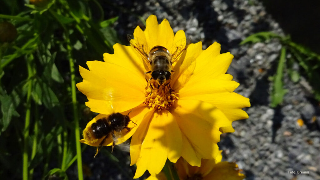 Totenkopfschwebfliege - Dolden-Schwebfliege