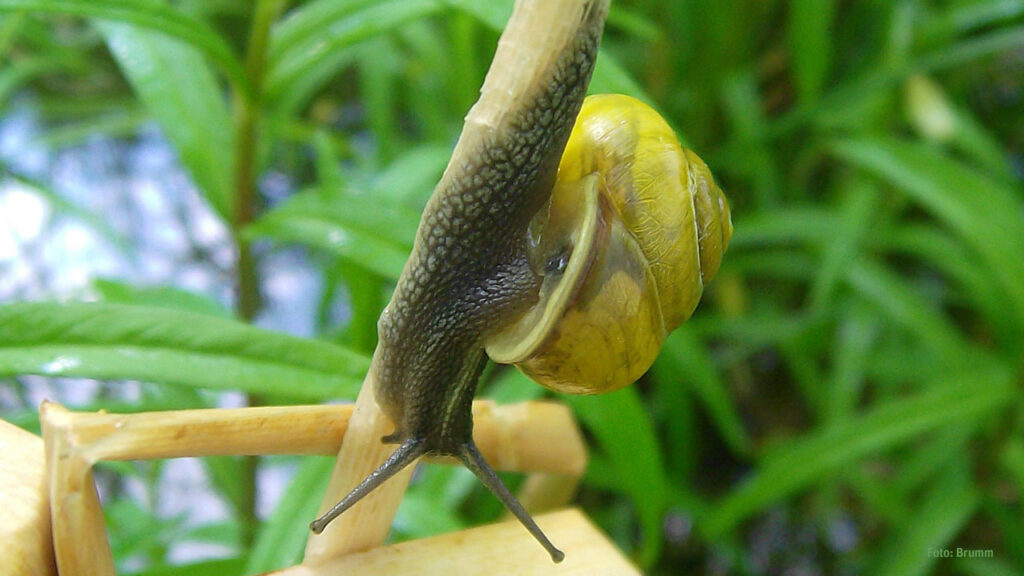 Bänderschnecken im Kleingarten