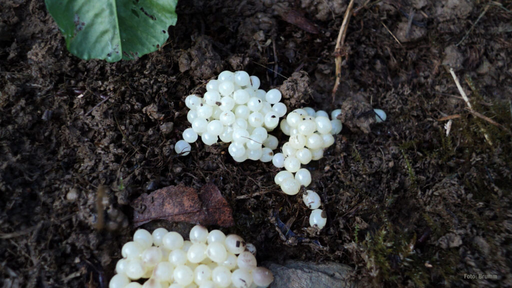 Eigelege der Wegschnecke rechtzeitig erkennen und entfernen