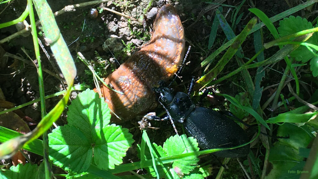 Großlaufkäfer sind Feinde der Nacktschnecke