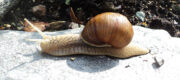 Lebensraum der Weinbergschnecke