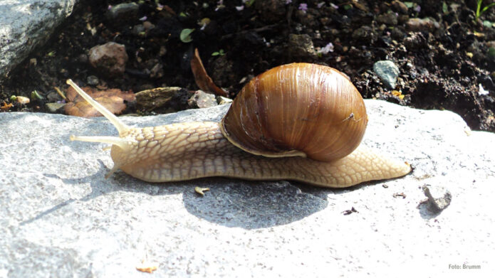 Lebensraum der Weinbergschnecke