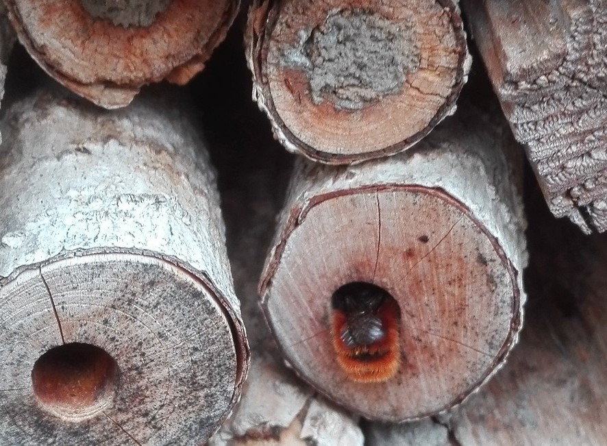 Biene, Artenviefalt Ökotipp Insekten Hotel