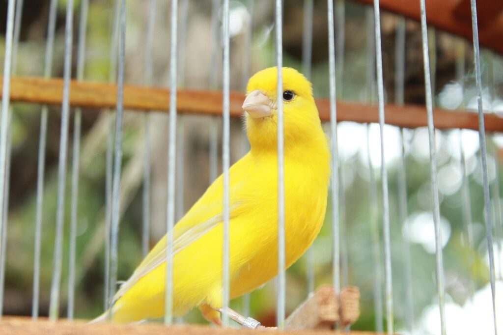 Kanarienvogel Vogelmiere