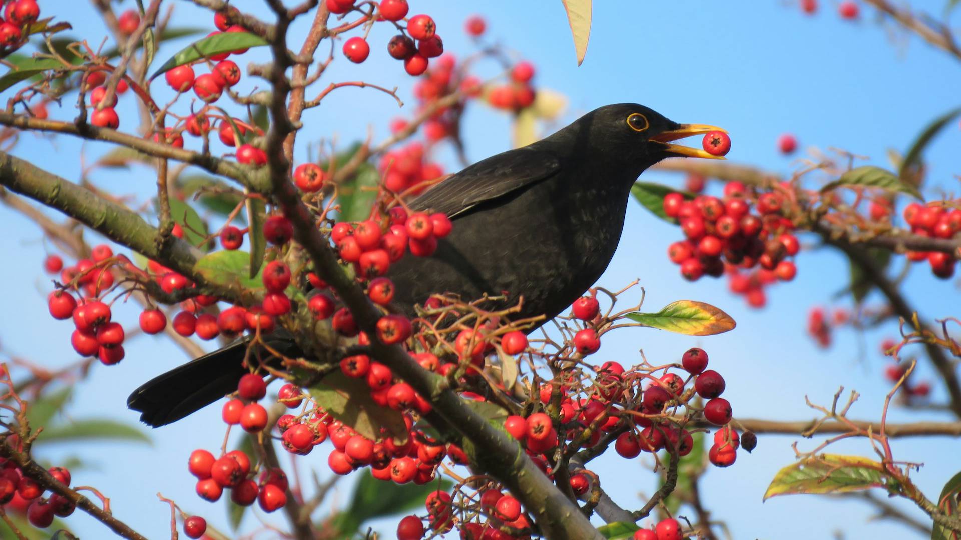 NABU Stunde der Wintervögel 2025 Amsel