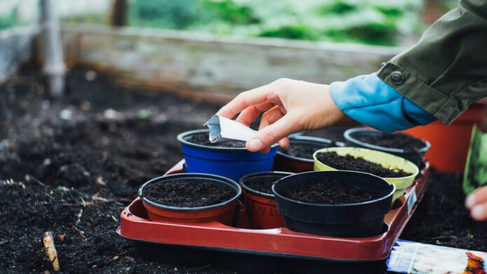 Gartenpraxis Samen Aussaat Pflanzen Schaukasten Februar