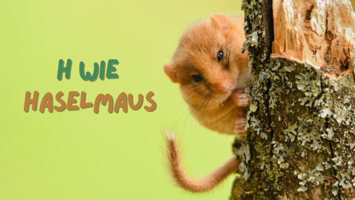 Haselmaus