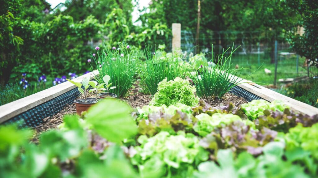 Mischkultur Hochbeet Gemüse Garten