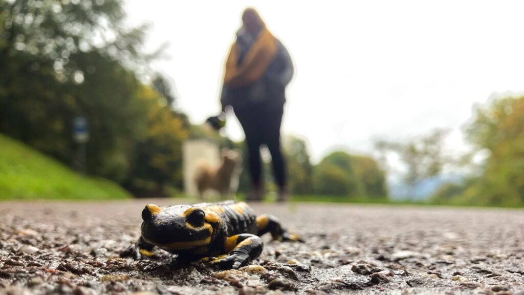 Feuersalamander