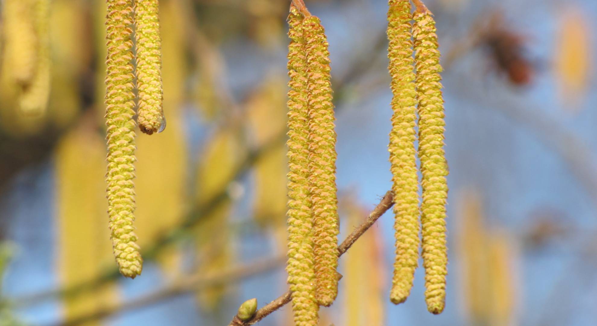 Schaukaste März Haselblüte Haselnuss Strauch