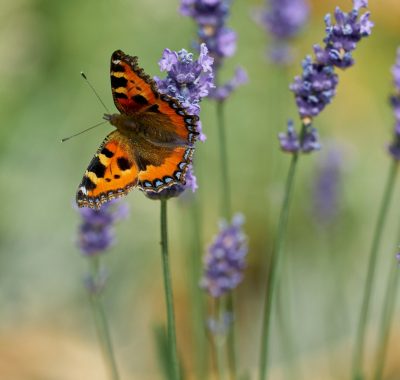 Schmetterling